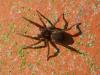 Pardosa sp.